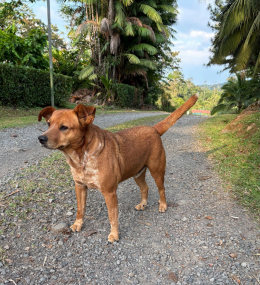 Yoda the farm dog
