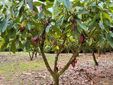 Theobroma cacao tree with pods