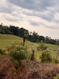 Finca la Amistad