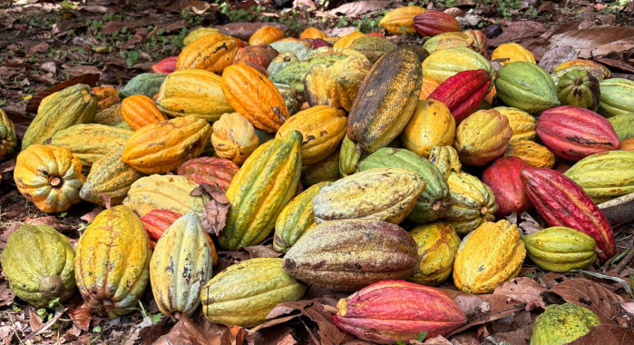 Freshly harvested cacao pods