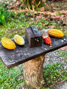 Chopping block used to open cacao pods