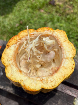 Open cacao pod showing beans and pulp