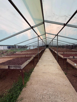 Cacao bean drying room