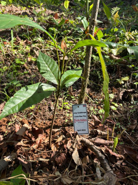 Planting a cacao seedling